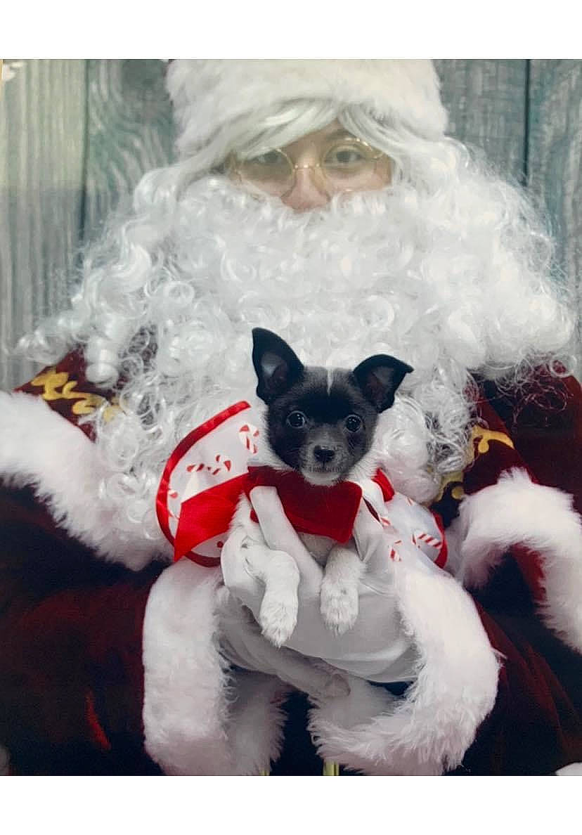 Bella Ruffat is registered to the contest to win money with this photo: beard, carnivore, christmas_decoration, christmas_ornament, companion_dog, costume_hat, dog_breed, event, fawn, felidae, fictional_character, fur, hat, headgear, snout, stuffed_toy, tail, textile, toy, whiskers