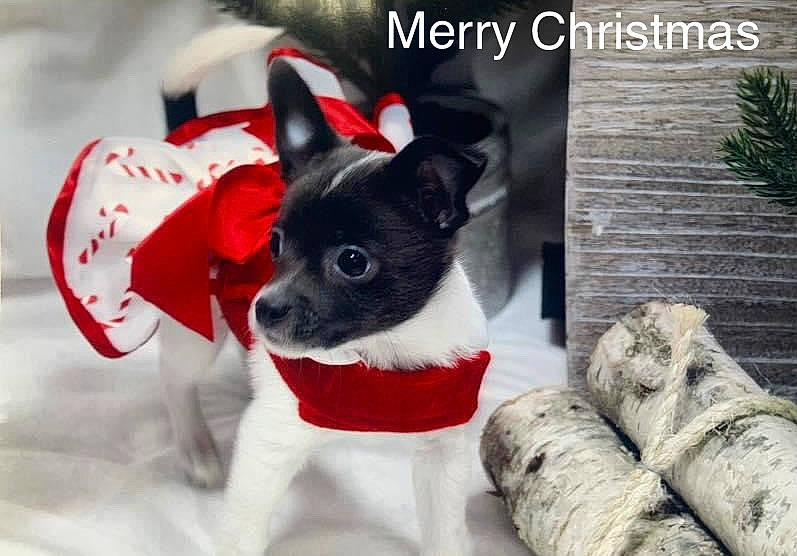 Bella Ruffat is registered to the contest to win money with this photo: carmine, carnivore, collar, companion_dog, dog, dog_breed, dog_supply, event, fawn, font, fur, mammal, pet_supply, plant, snout, sporting_group, toy_dog, whiskers, wood, working_animal