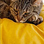 cat, tabby, resting, sleepy, yellow, fabric, close_up, fur, paw, pet, animal, cozy, relaxed, cute, indoor, domestic, mammal, whiskers, ear, nap