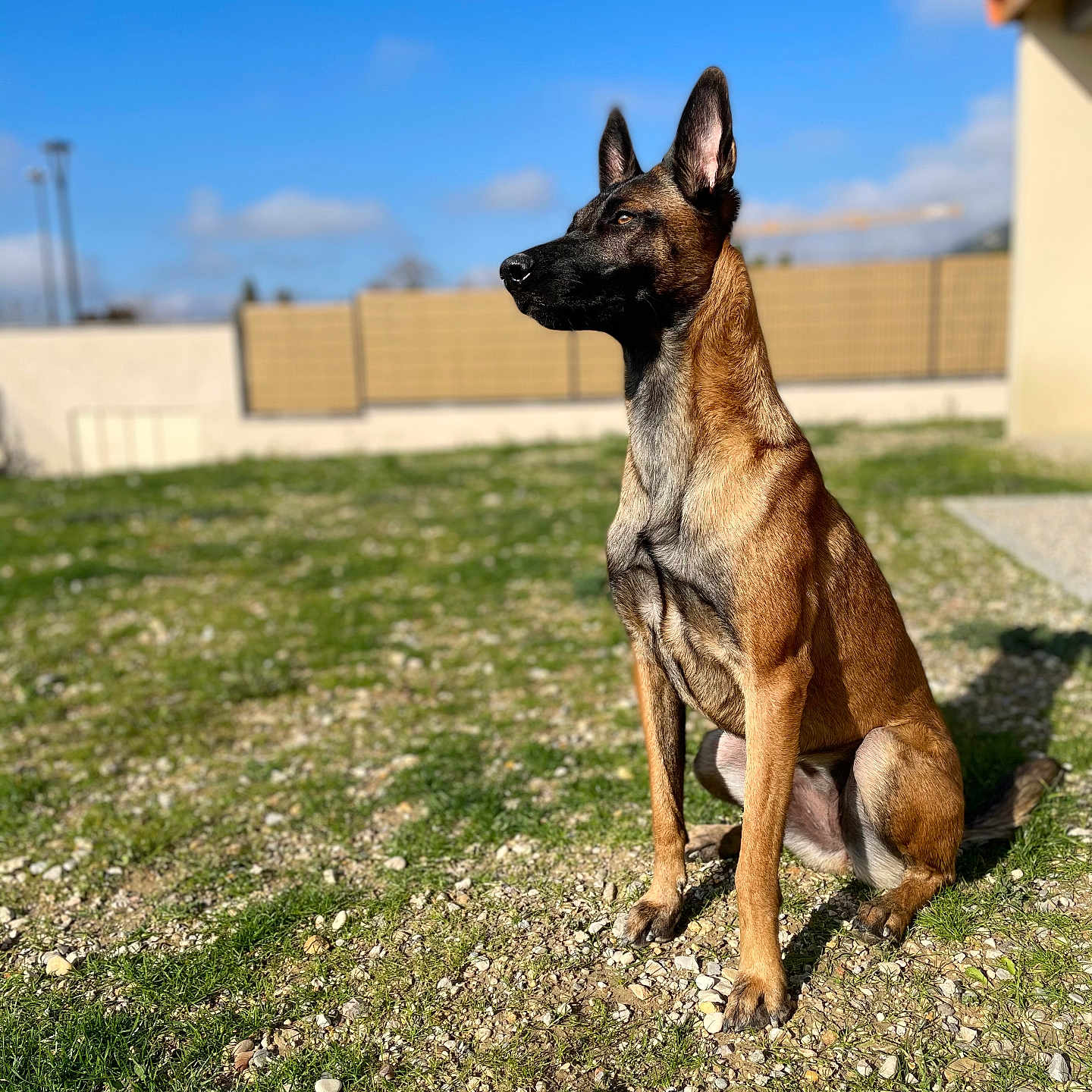 Perle participe au concours pour gagner de l'argent avec cette photo : alert, animal, black_muzzle, blue_sky, brown_fur, canine, daytime, dog, ears_up, fence, grass, nature, outdoor, pet, portrait, quiet, shadow, sitting, sunlight, yard