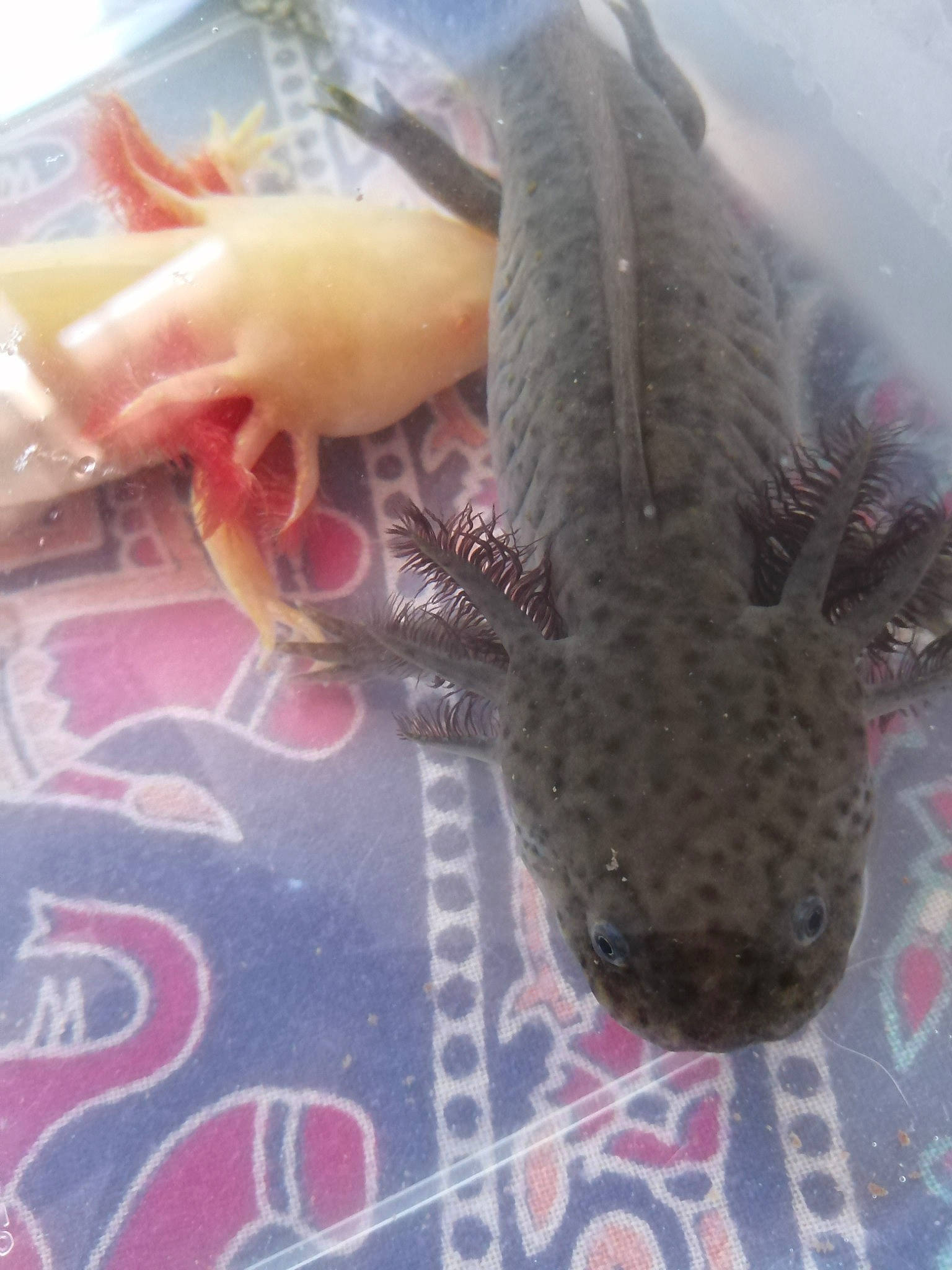 Siggy a rejoint le concours — aidez-le/la à gagner de superbes lots ! amphibian, axolotl, fish, mole_salamander, salamander, tail