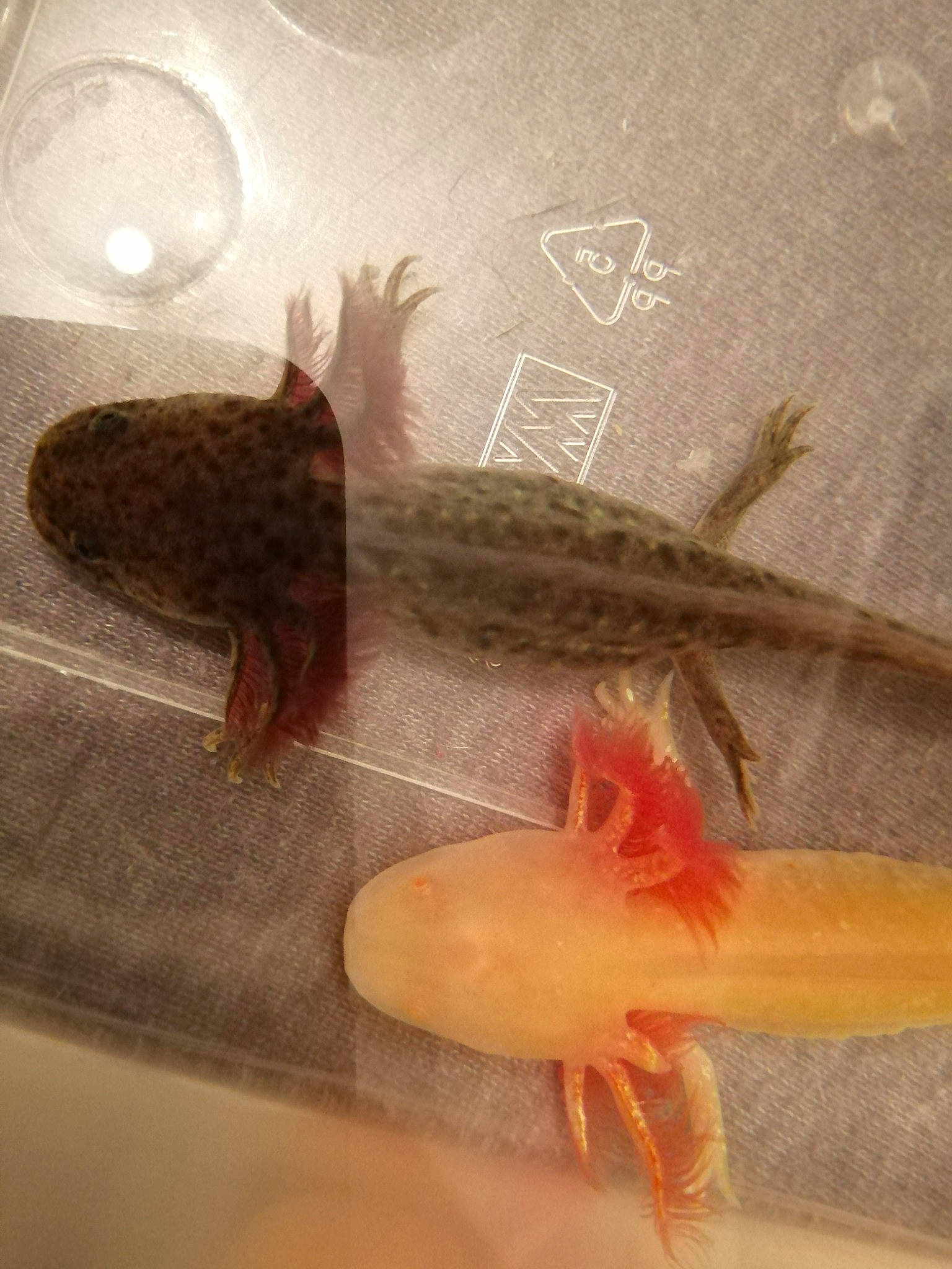 Siggy participe au concours pour gagner de l'argent avec cette photo : amphibian, axolotl, mole_salamander, organism, salamander, siren, smooth_newt, tail