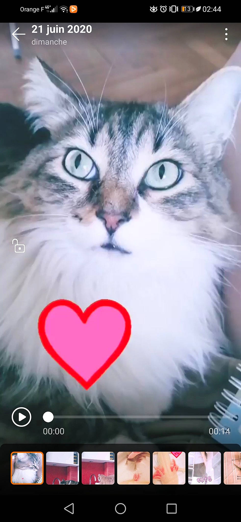 Leïa a rejoint le concours — aidez-le/la à gagner de superbes lots ! asian, carnivore, cat, domestic_short_haired_cat, felidae, kitten, love, norwegian_forest_cat, photo_caption, ragamuffin, ragdoll, siberian, small_to_medium_sized_cats, snout, whiskers