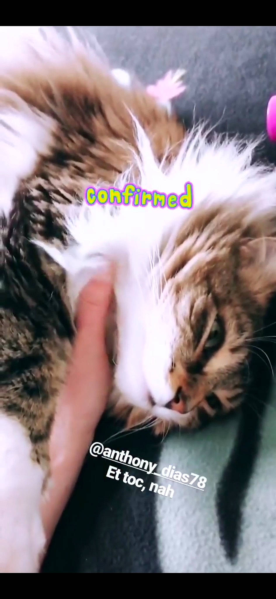 Leïa participe au concours pour gagner de l'argent avec cette photo : carnivore, cat, ear, european_shorthair, felidae, fur, kitten, love, norwegian_forest_cat, organism, paw, photo_caption, photography, small_to_medium_sized_cats, snout, whiskers