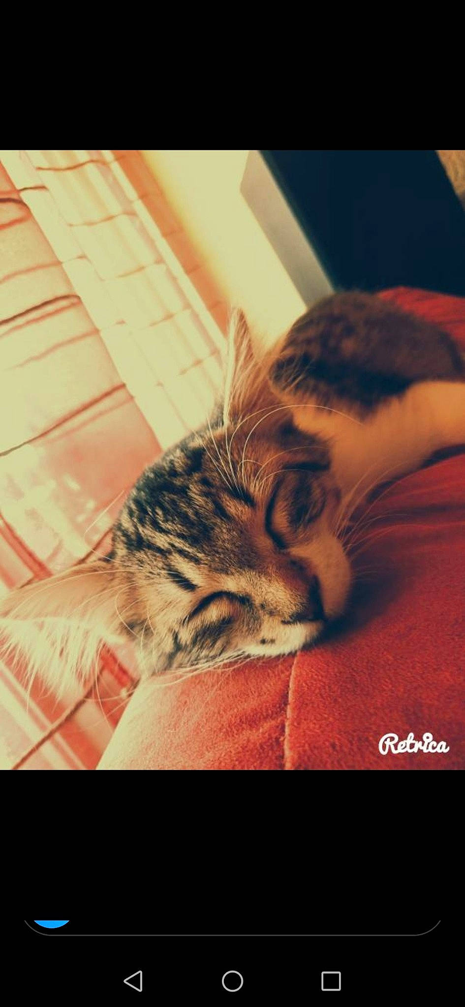 Leïa participe au concours pour gagner de l'argent avec cette photo : american_shorthair, asian, carnivore, cat, domestic_short_haired_cat, dragon_li, ear, european_shorthair, eye, felidae, fur, kitten, nap, nose, photography, sleep, small_to_medium_sized_cats, snout, tabby_cat, whiskers