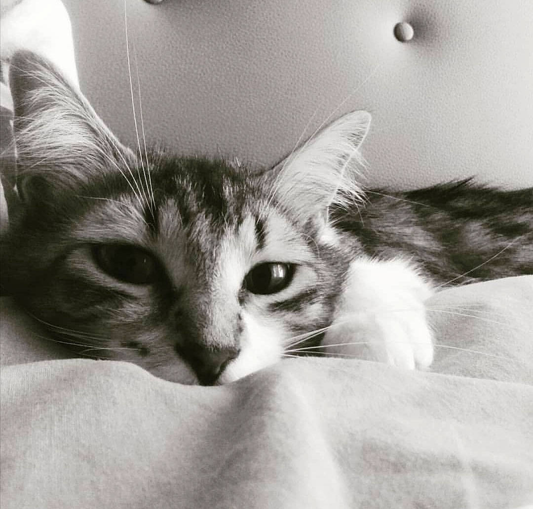 Leïa a rejoint le concours — aidez-le/la à gagner de superbes lots ! black_and_white, carnivore, cat, domestic_short_haired_cat, ear, eye, felidae, fur, kitten, mammal, monochrome, monochrome_photography, nose, organ, small_to_medium_sized_cats, snapshot, snout, tabby_cat, whiskers, white