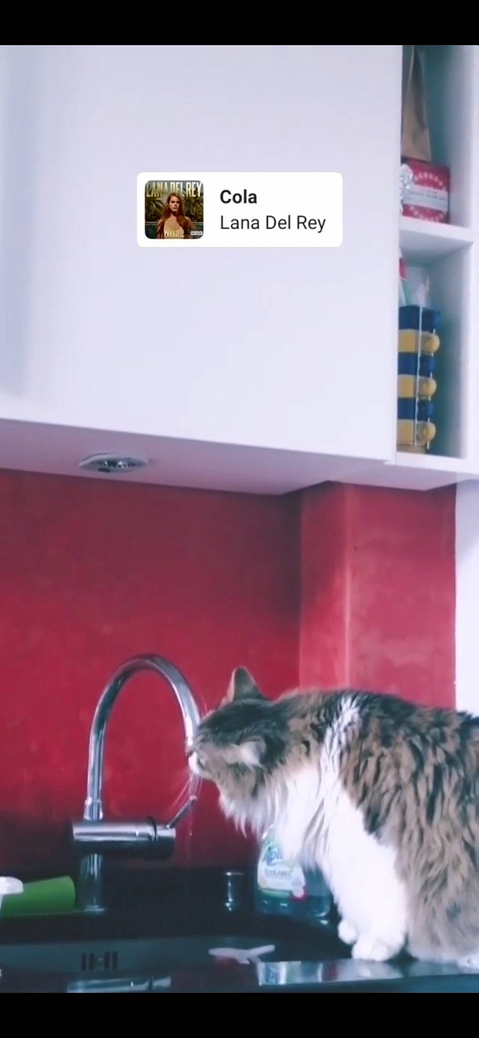 Leïa participe au concours pour gagner de l'argent avec cette photo : carnivore, cat, domestic_short_haired_cat, european_shorthair, felidae, kitten, room, small_to_medium_sized_cats, whiskers