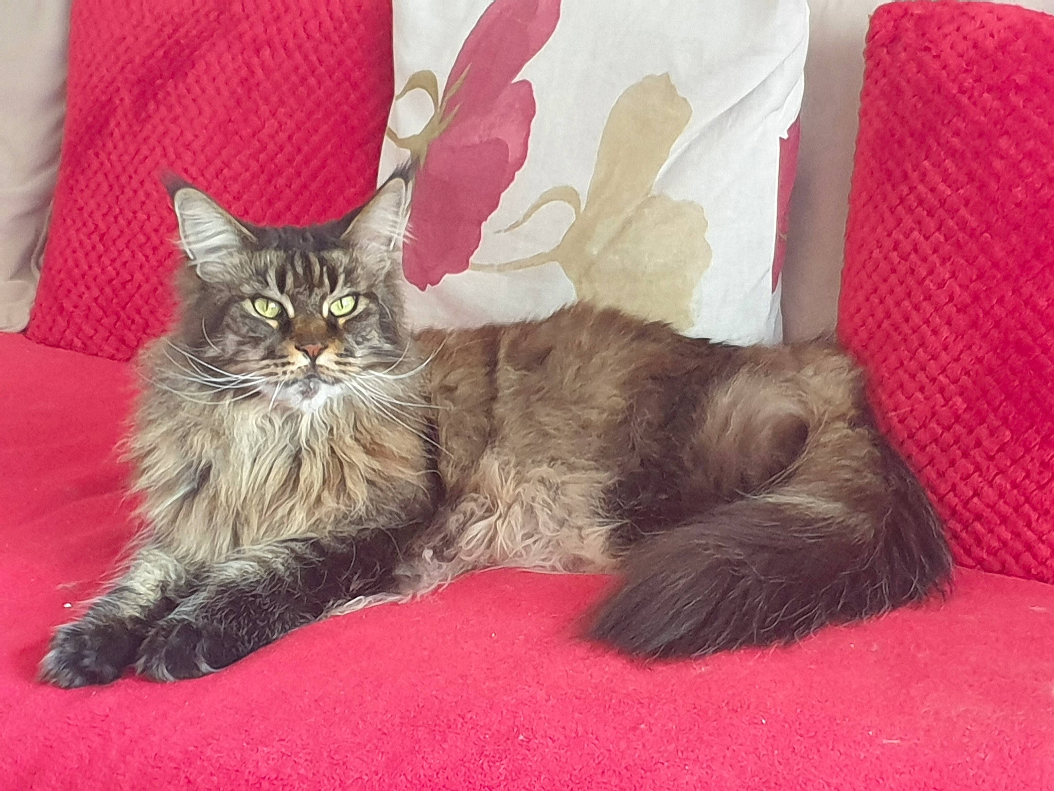 Miss Marple participe au concours pour gagner de l'argent avec cette photo : asian, asian_semi_longhair, british_semi_longhair, carnivore, cat, claw, cymric, domestic_long_haired_cat, domestic_short_haired_cat, fawn, felidae, fur, kitten, maine_coon, mammal, norwegian_forest_cat, small_to_medium_sized_cats, tabby_cat, vertebrate, whiskers