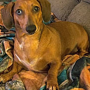 Lola is registered to the contest to win money with this photo: dog, dachshund, pet, animal, brown, blanket, couch, indoor, fur, ears, paw, claws, snout, eyes, relaxed, companion, cozy, home, cute, portrait