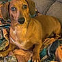 dog, dachshund, pet, animal, brown, blanket, couch, indoor, fur, ears, paw, claws, snout, eyes, relaxed, companion, cozy, home, cute, portrait