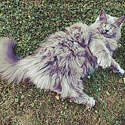 Pirate participe au concours pour gagner de l'argent avec cette photo : animal, cat, clover, curious, ears, eyes, fluffy, fur, grass, gray_cat, green_string, ground, lying_down, nature, outdoor, pets, playful, relaxed, tail, whiskers