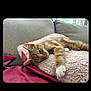 cat, orange_tabby, fluffy_pillow, sofa, indoor, relaxed, pet, feline, resting, cozy, couch, home, sleepy, fur, whiskers, paw, comfort, domestic_animal, cute, nap