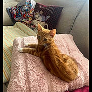 Fidget is registered to the contest to win money with this photo: kitten, orange_tabby, cat, fluffy_blanket, pink_blanket, couch, pillow, colorful_pillow, cat_pillow, striped_pillow, indoor, pet, relaxing, cozy, furniture, home, cute, small_animal, resting, living_room
