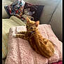 kitten, orange_tabby, cat, fluffy_blanket, pink_blanket, couch, pillow, colorful_pillow, cat_pillow, striped_pillow, indoor, pet, relaxing, cozy, furniture, home, cute, small_animal, resting, living_room