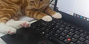 Fidget joined the competition — help win amazing prizes! cat, closeup, computer, curious, desk, feline, indoor, keyboard, kitten, laptop, notebooks, office, orange_tabby, paw, pet, stationery, technology, white_paws, workstation, young_cat