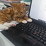 kitten, cat, orange_tabby, white_paws, laptop, keyboard, desk, notebooks, stationery, indoor, pet, curious, paw, computer, technology, workstation, feline, closeup, young_cat, office