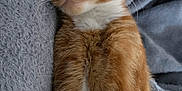 Fidget is registered to the contest to win money with this photo: cat, ginger_cat, sleeping, resting, feline, pet, fur, whiskers, cozy, blanket, cushion, indoor, closeup, relaxation, nap, soft, cute, animal, mammal, peaceful