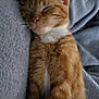 cat, ginger_cat, sleeping, resting, feline, pet, fur, whiskers, cozy, blanket, cushion, indoor, closeup, relaxation, nap, soft, cute, animal, mammal, peaceful