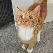 Fidget joined the competition — help win amazing prizes! alert, animal, carpet, cat, close_up, curious_eyes, cute, domestic_cat, door, feline, furniture, ginger_cat, home, indoor, looking_up, pet, striped_fur, tail_up, whiskers, white_paws