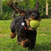Tess participe au concours pour gagner de l'argent avec cette photo : airedale, animal, ball, canine, dog, football, grass, pet, plant, policedog, puppy, racket, soccer, soccerball, sphere, sport, tennis, tennisball, tennisracket, terrier