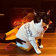 Roscoe is registered to the contest to win money with this photo: cat, black_and_white, sweater, red_bowtie, shopping_bag, wooden_floor, fireplace, fire, reflection, indoor, pet, cozy, warm, fur, animal, domestic, sitting, portrait, cute, home