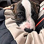 Myers is registered to the contest to win money with this photo: puppy, dog, close_up, face, eyes, fur, black, white, beige, jacket, fabric, snuggle, cute, pet, animal, indoors, soft, nose, young, warm