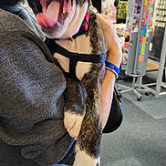 Myers is registered to the contest to win money with this photo: dog, person, indoor, yawning, holding, pet, store, merchandise, collar, harness, paw, table, clothing, beard, casual, smile, human, animal, friendly, blurred_background