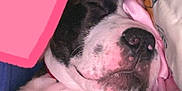 Myers joined the competition — help win amazing prizes! dog, sleeping, blanket, pillow, cozy, pet, indoor, resting, fur, black_and_white, closeup, paw, snout, cute, animal, companion, relaxation, comfort, pink, heart