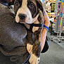 Myers joined the competition — help win amazing prizes! puppy, dog, person, indoor, store, shelf, merchandise, holding, brindle, white, cute, pet, animal, face, clothing, carpet, hand, leash, smile, casual