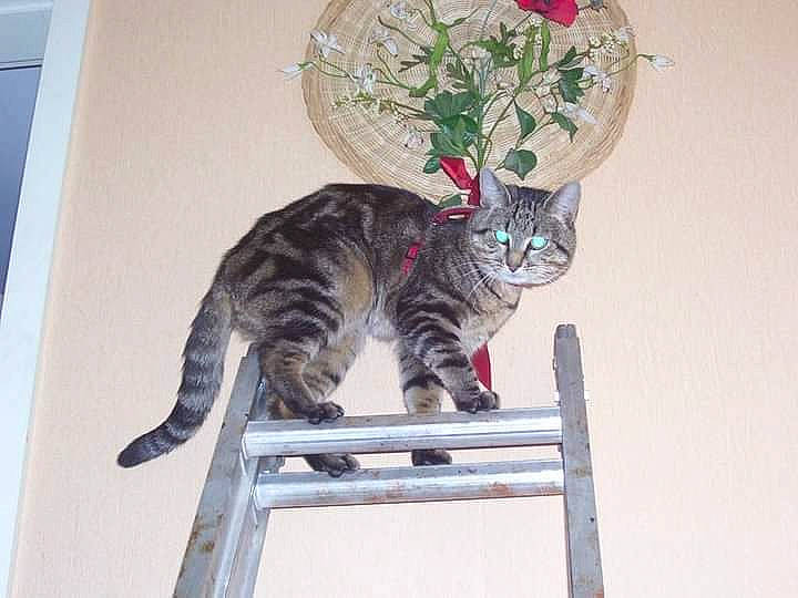 Pacha a rejoint le concours — aidez-le/la à gagner de superbes lots ! art, carnivore, cat, domestic_short_haired_cat, felidae, fur, plant, small_to_medium_sized_cats, tail, terrestrial_animal, whiskers