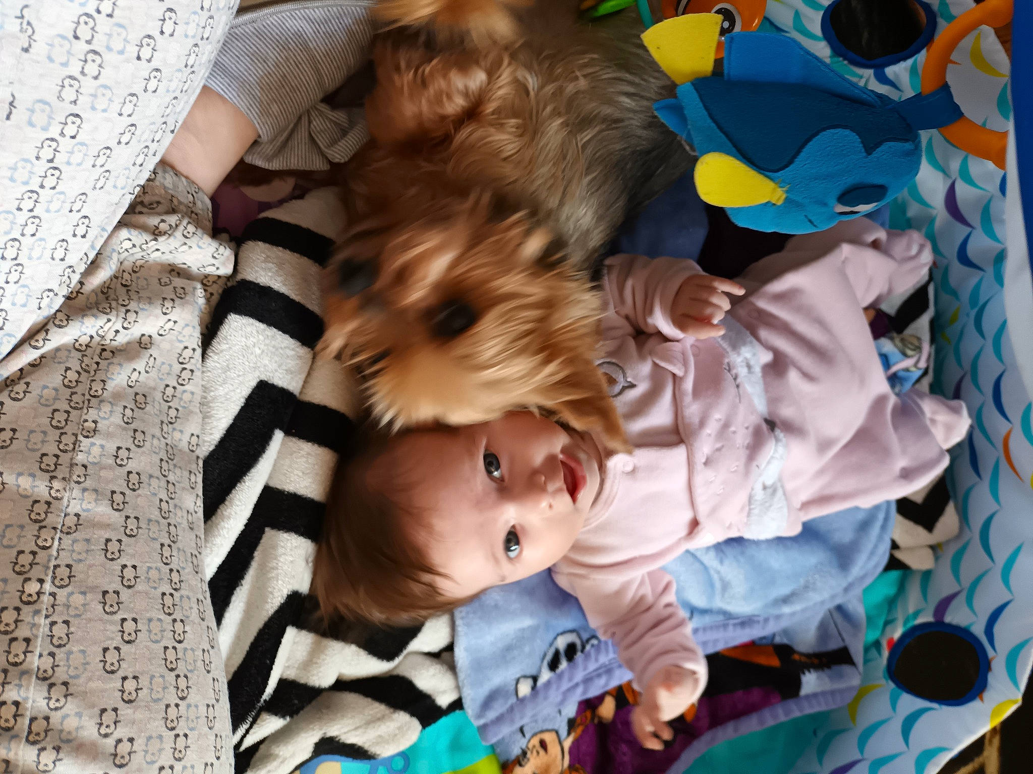 Alexyanne participe au concours pour gagner de l'argent avec cette photo : art, baby, baby_products, baby_toddler_clothing, child, comfort, companion_dog, fun, fur, happy, linens, pattern, person, play, room, sitting, textile, toddler, wood