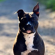 Skyler participe au concours pour gagner de l'argent avec cette photo : dog, black_and_white, pet, animal, outdoor, sunlight, path, ears, fur, portrait, alert, sitting, nature, canine, closeup, muzzle, whiskers, shadow, daylight, focused