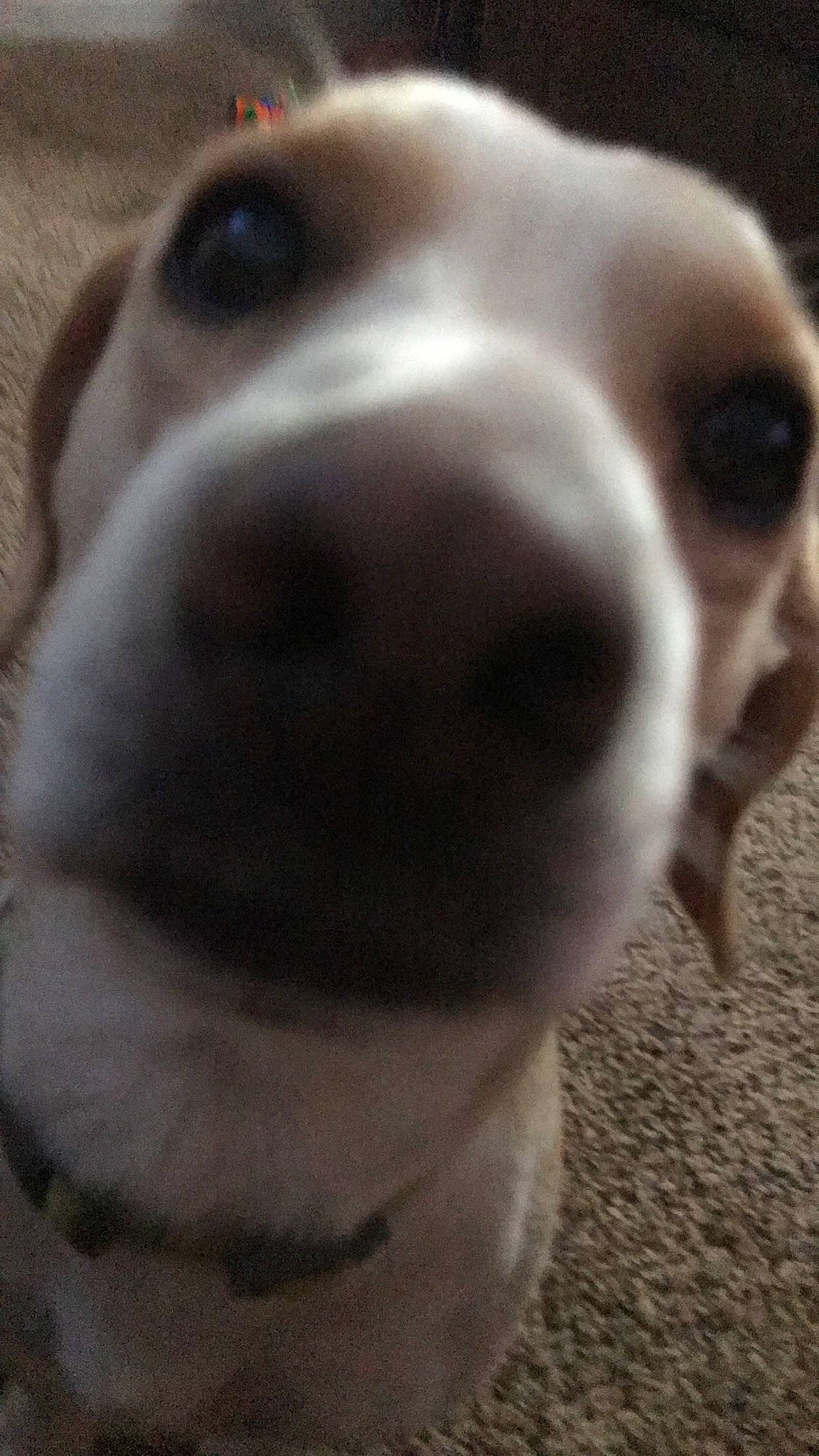 Spot joined the competition — help win amazing prizes! canidae, carnivore, close_up, collar, companion_dog, dog, dog_breed, ear, fawn, fur, jaw, monochrome_photography, non_sporting_group, nose, pet_supply, snout, sporting_group, whiskers, white, working_animal