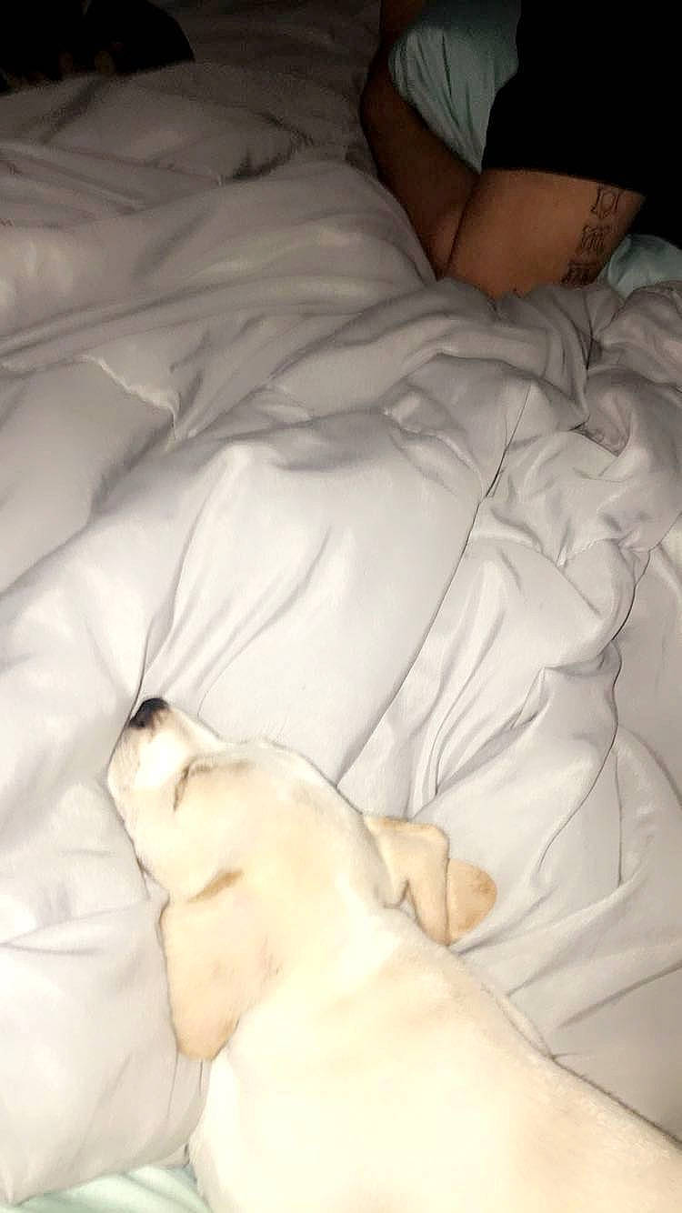 Spot joined the competition — help win amazing prizes! bed_sheet, bedding, bedtime, canidae, carnivore, comfort, companion_dog, dog, dog_breed, duvet, fawn, fur, linens, nap, pillow, sleep, snout, sporting_group, toy_dog, working_animal