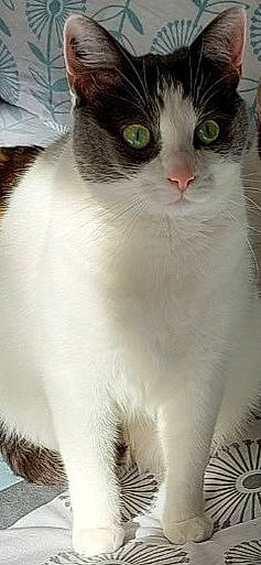 Odalys participe au concours pour gagner de l'argent avec cette photo : carnivore, cat, domestic_short_haired_cat, door, felidae, fur, paw, small_to_medium_sized_cats, snout, tail, terrestrial_animal, whiskers, window