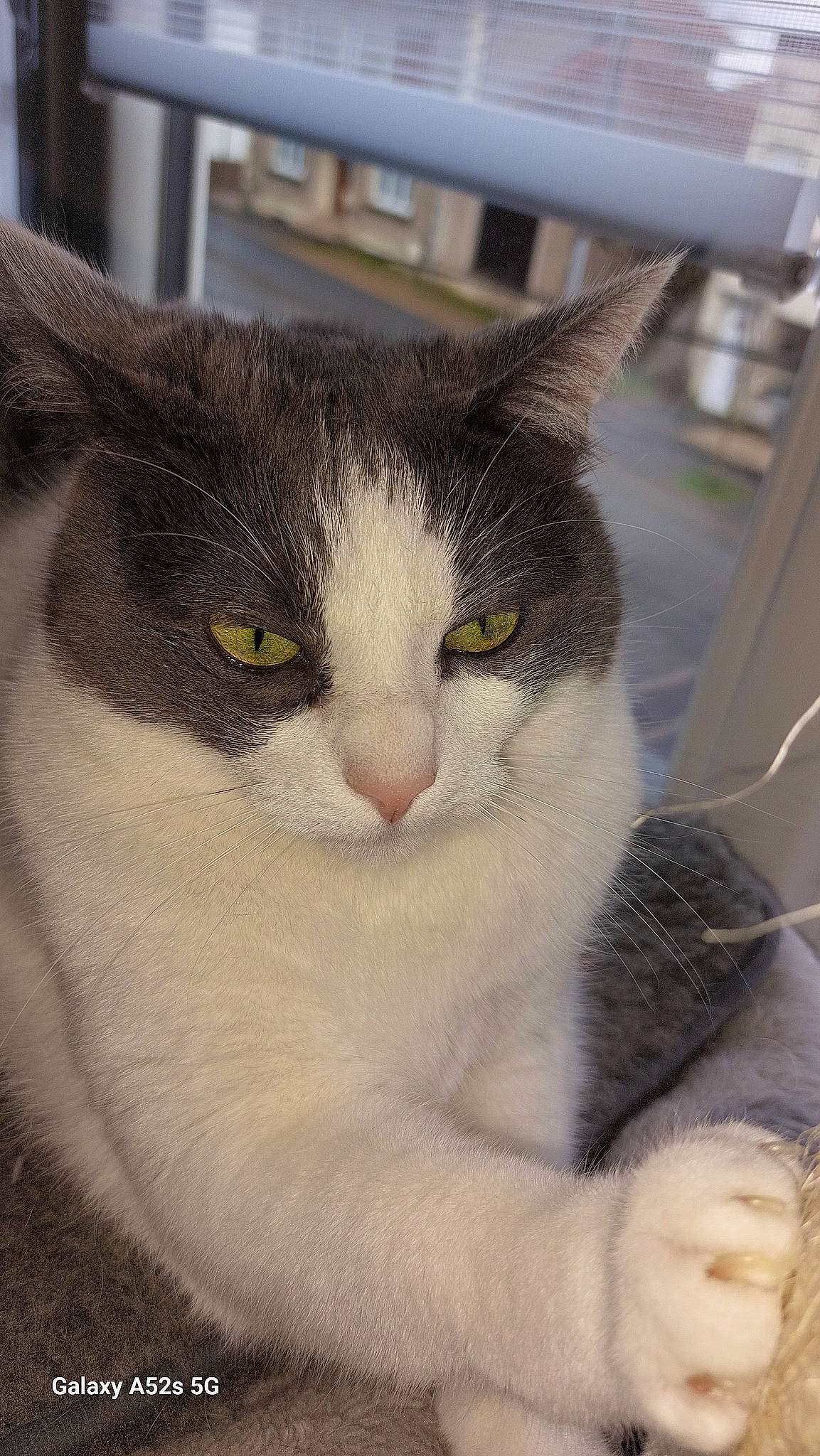 Odalys a rejoint le concours — aidez-le/la à gagner de superbes lots ! carnivore, cat, domestic_short_haired_cat, eye, felidae, fur, head, paw, small_to_medium_sized_cats, snout, tail, terrestrial_animal, whiskers, window