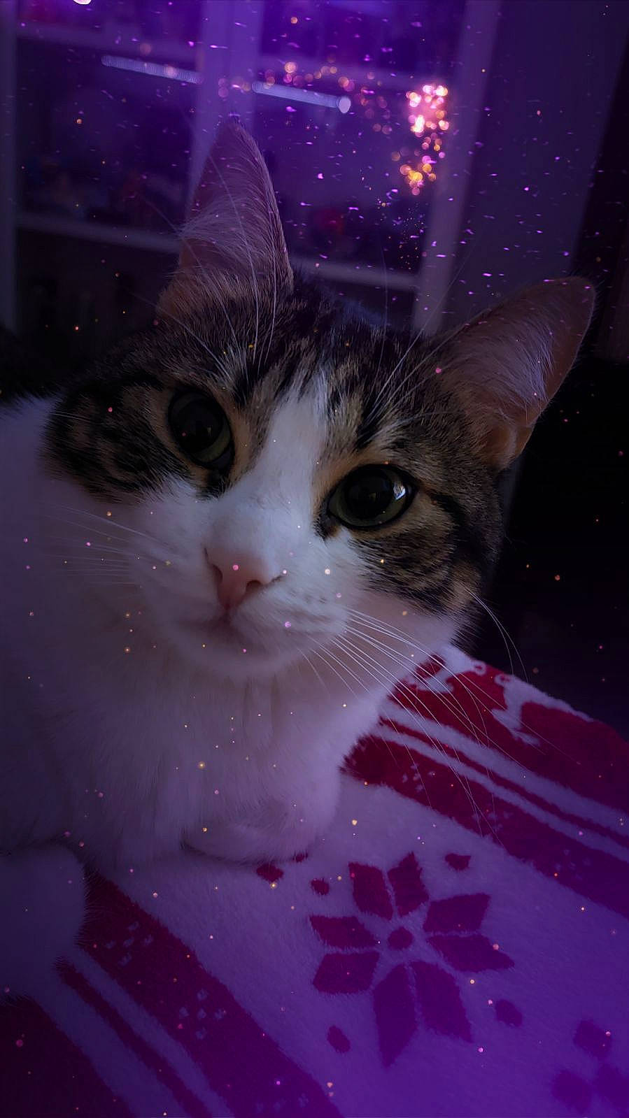 Tchoupye a rejoint le concours — aidez-le/la à gagner de superbes lots ! carnivore, cat, collar, darkness, domestic_short_haired_cat, event, felidae, fur, magenta, midnight, night, organism, small_to_medium_sized_cats, snout, tail, whiskers, window