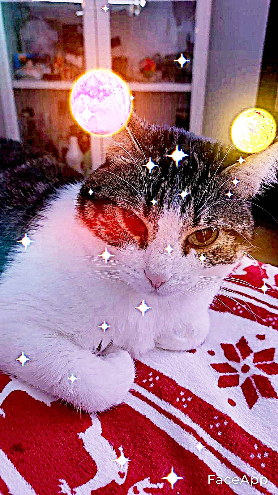 Tchoupye participe au concours pour gagner de l'argent avec cette photo : carmine, carnivore, cat, domestic_short_haired_cat, event, felidae, fur, happy, holiday, linens, magenta, paw, petal, photo_caption, pink, small_to_medium_sized_cats, tail, textile, whiskers, window