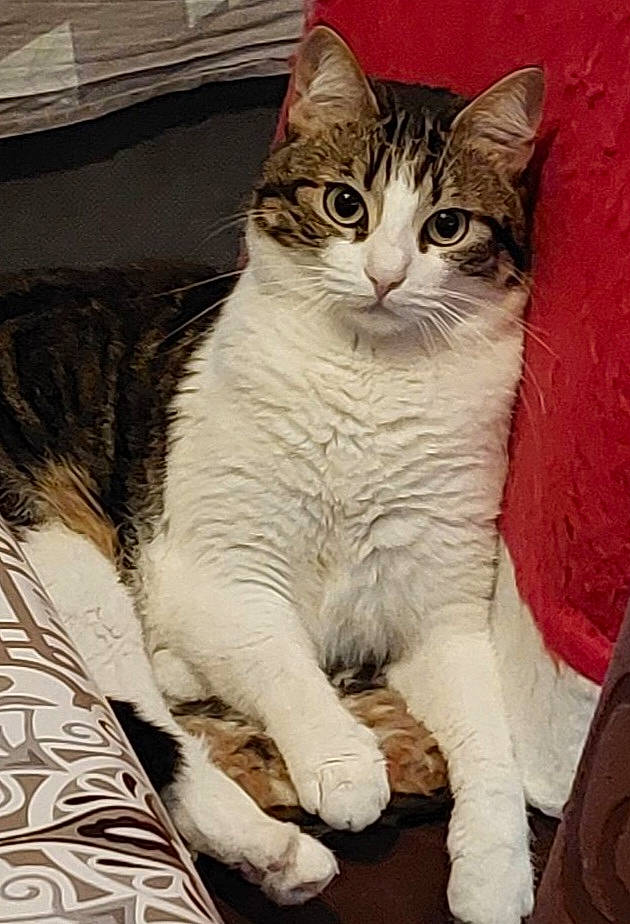 Tchoupye a rejoint le concours — aidez-le/la à gagner de superbes lots ! carnivore, cat, claw, domestic_short_haired_cat, felidae, foot, fur, paw, pet_supply, sitting, small_to_medium_sized_cats, snout, tail, terrestrial_animal, whiskers, window