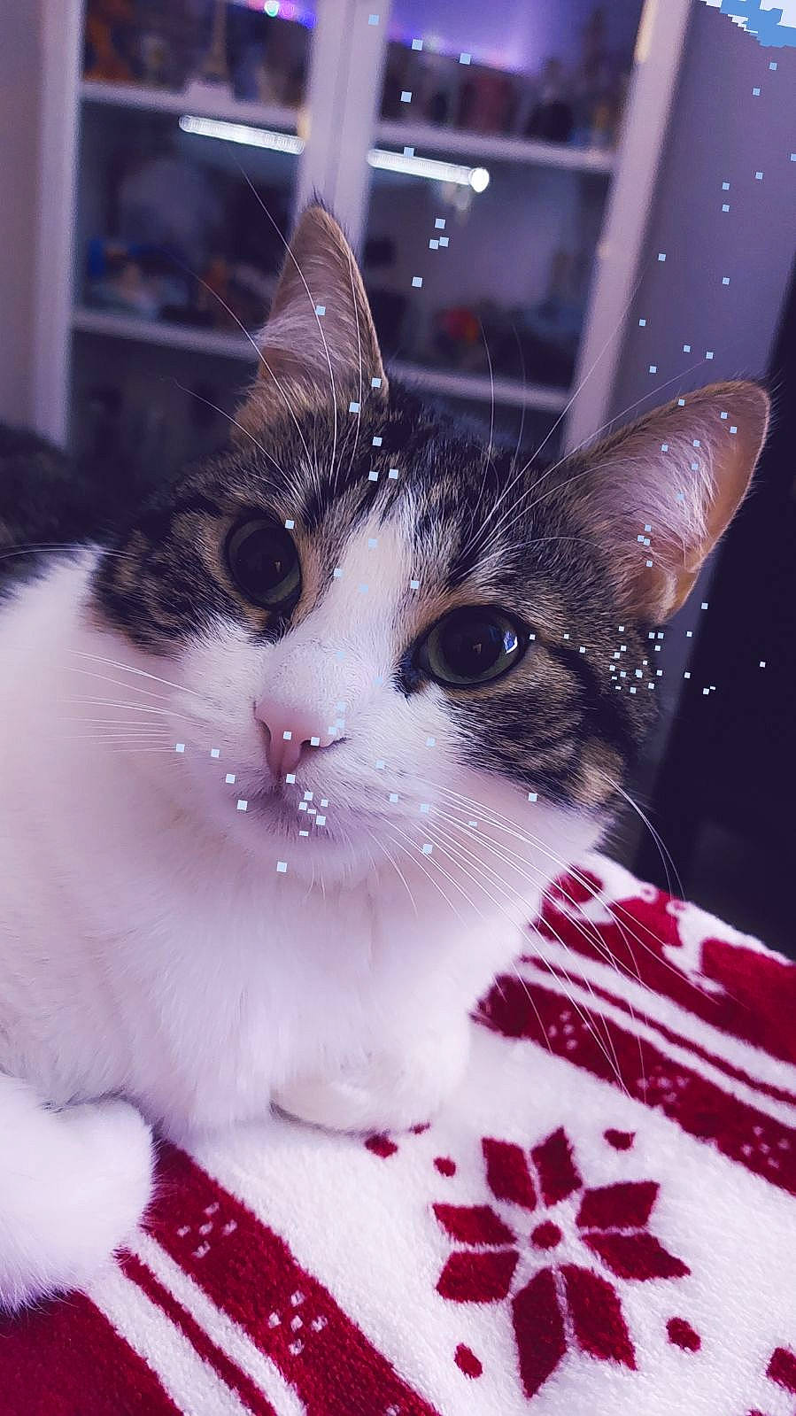 Tchoupye a rejoint le concours — aidez-le/la à gagner de superbes lots ! box, carmine, carnivore, cat, cat_supply, collar, creative_arts, domestic_short_haired_cat, felidae, fur, pattern, paw, pet_supply, small_to_medium_sized_cats, snout, whiskers, window