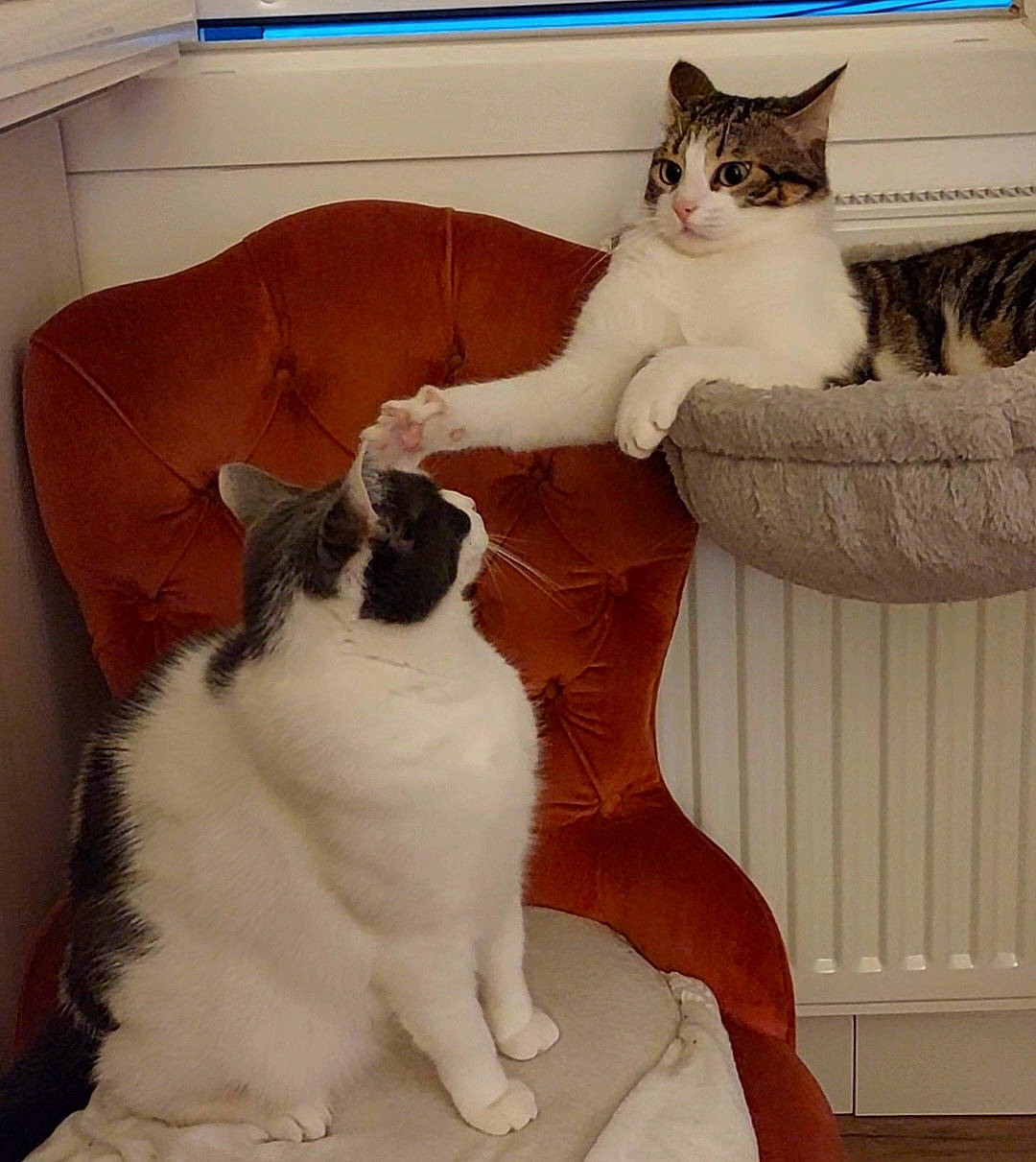 Tchoupye a rejoint le concours — aidez-le/la à gagner de superbes lots ! carnivore, cat, cat_supply, comfort, domestic_short_haired_cat, fawn, felidae, flooring, fur, human_leg, lap, mammal, paw, pet_supply, sitting, small_to_medium_sized_cats, tail, whiskers, white, window