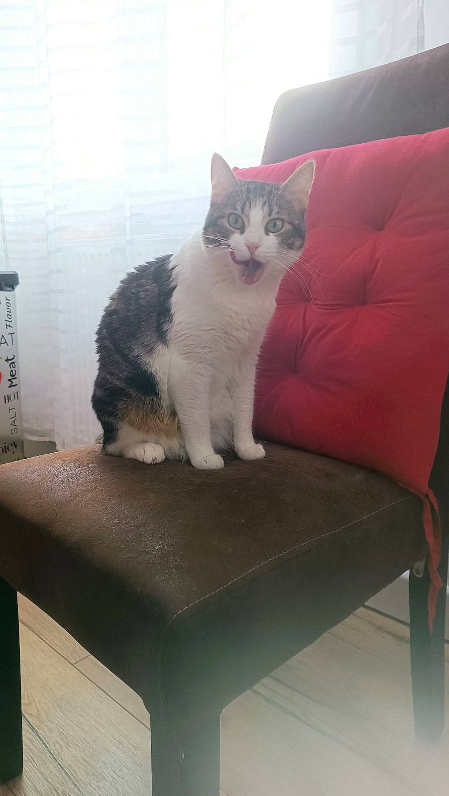 Tchoupye participe au concours pour gagner de l'argent avec cette photo : armrest, carnivore, cat, comfort, couch, domestic_short_haired_cat, felidae, fur, furniture, grey, hardwood, outdoor_furniture, plant, rectangle, sitting, small_to_medium_sized_cats, tail, tree, whiskers, wood