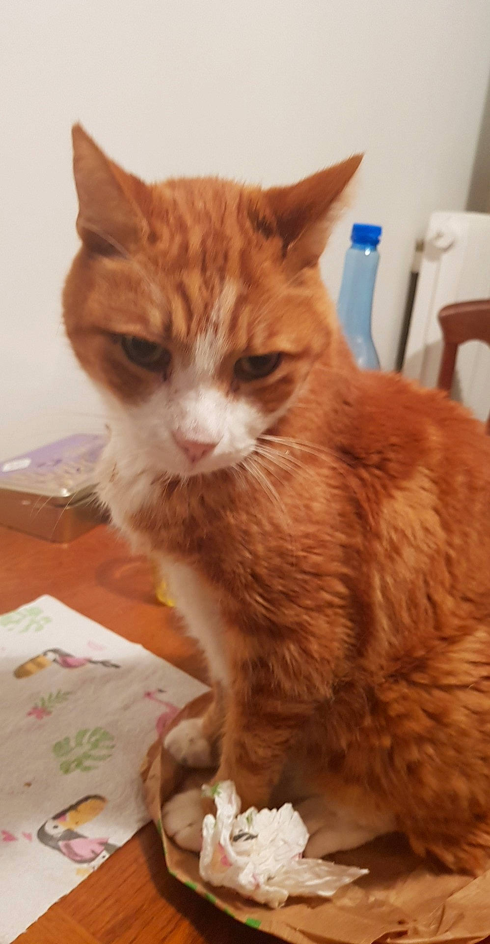 Biscuit participe au concours pour gagner de l'argent avec cette photo : box, carnivore, cat, cat_supply, chair, claw, domestic_short_haired_cat, eye, fawn, felidae, flower, fur, iris, paw, small_to_medium_sized_cats, snout, tail, terrestrial_animal, touchpad, whiskers