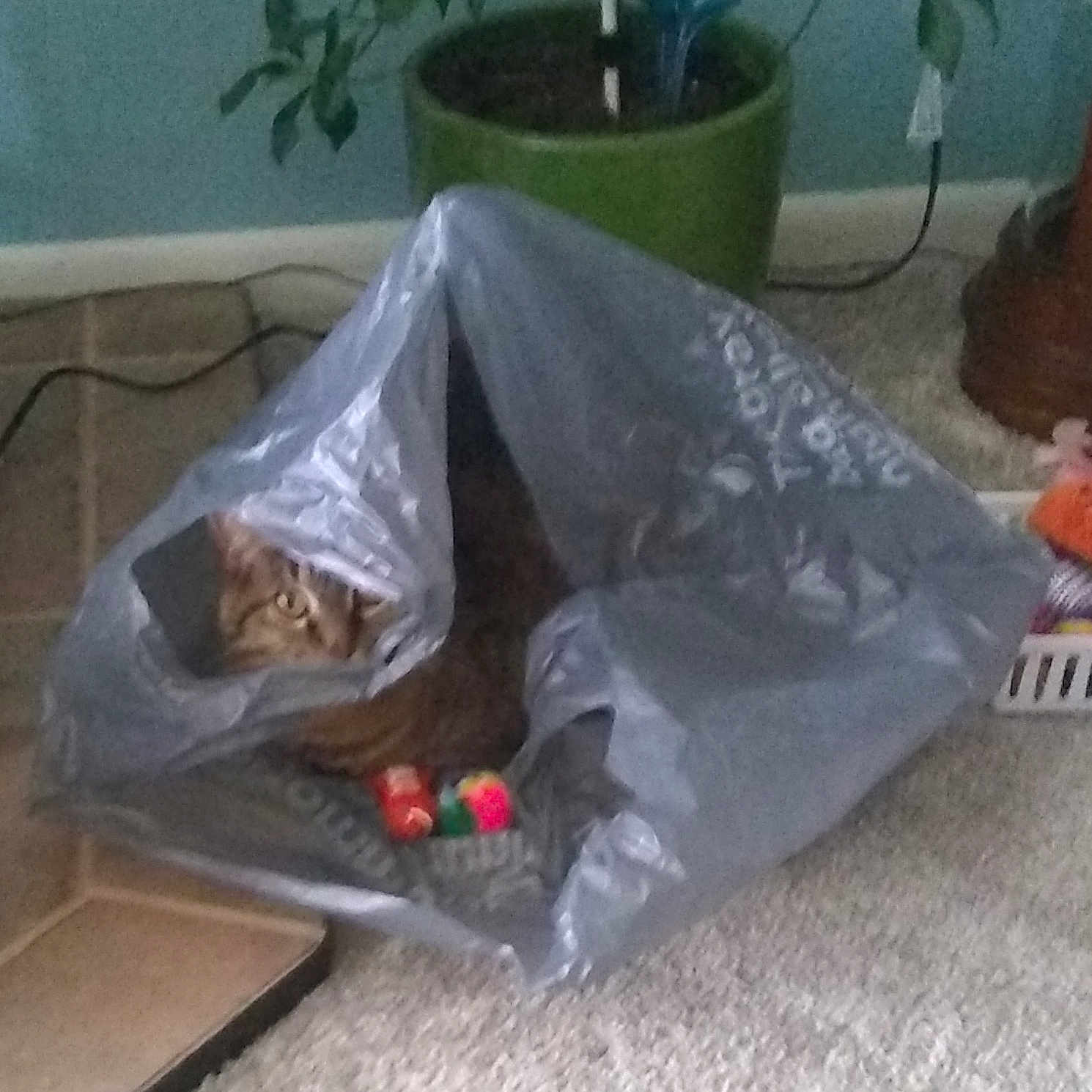 Maggie joined the competition — help win amazing prizes! abyssinian, accessories, animal, architecture, bag, building, cat, clothing, coat, garbage, handbag, outdoors, pet, plant, plastic, plasticbag, pottedplant, shelter, shoppingbag, trash