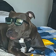 Blue is registered to the contest to win money with this photo: dog, sunglasses, pet, indoor, blanket, brown_dog, relaxed, laying_down, canine, cool, accessory, home, furniture, toy, white_patch, comfort, animal, domestic_animal, cute, casual