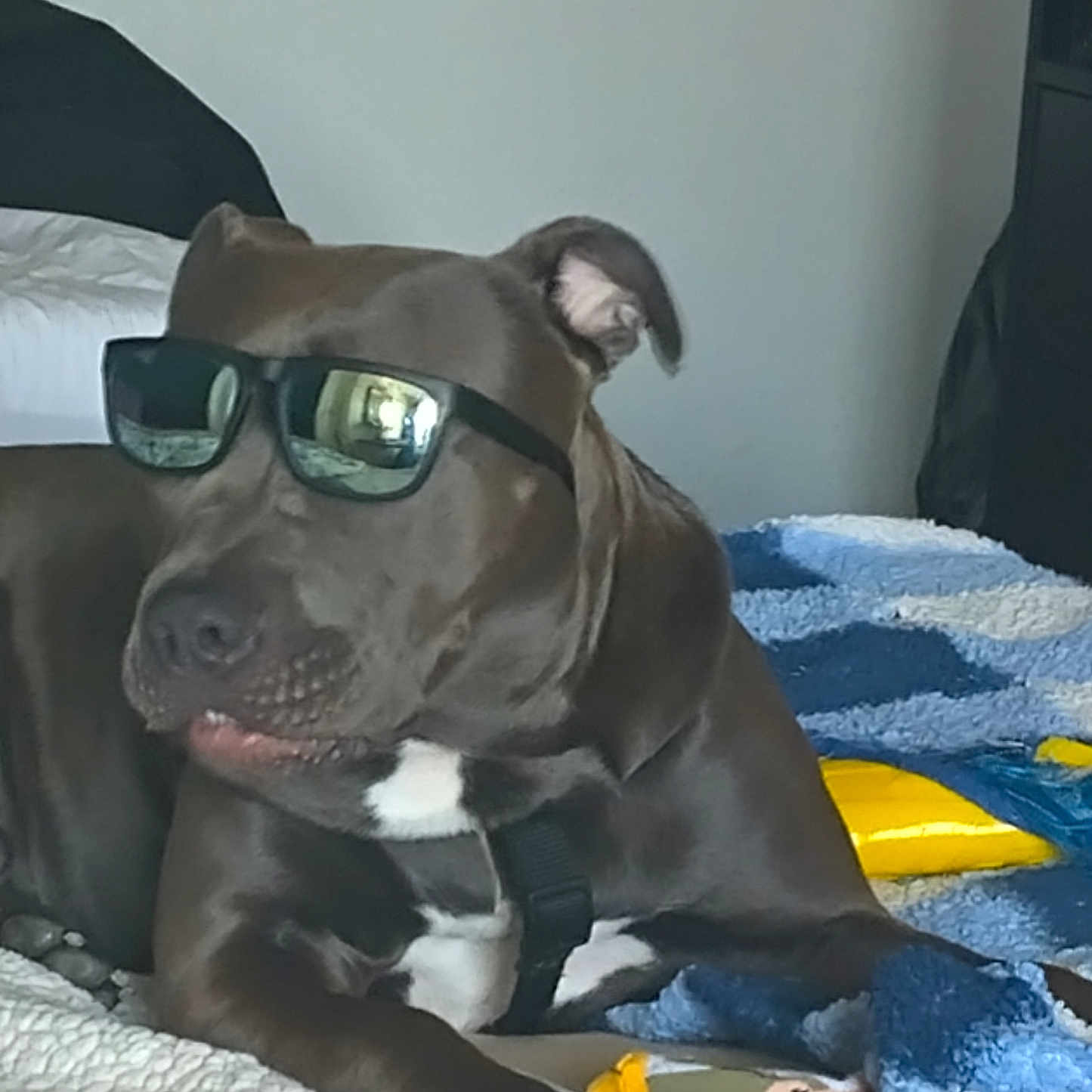 Blue is registered to the contest to win money with this photo: accessory, animal, blanket, brown_dog, canine, casual, comfort, cool, cute, dog, domestic_animal, furniture, home, indoor, laying_down, pet, relaxed, sunglasses, toy, white_patch