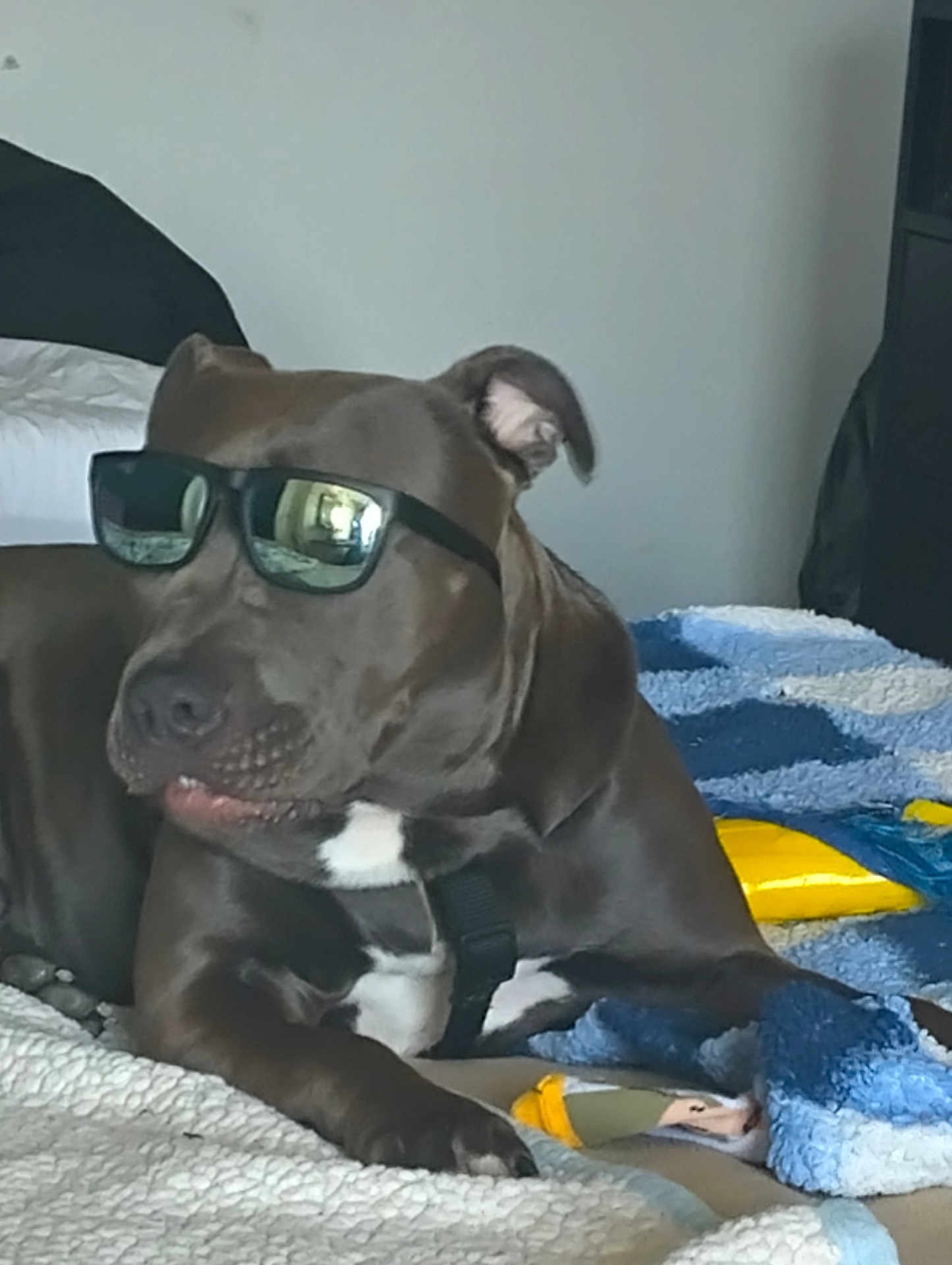 Blue is registered to the contest to win money with this photo: dog, sunglasses, pet, indoor, blanket, brown_dog, relaxed, laying_down, canine, cool, accessory, home, furniture, toy, white_patch, comfort, animal, domestic_animal, cute, casual