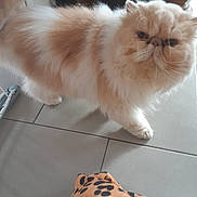 Power participe au concours pour gagner de l'argent avec cette photo : blanket, cat, closeup, cream_colored, eye_contact, face, feline, fluffy, furniture, home_interior, indoor, leopard_print, long_hair, paw, persian_cat, pet, portrait, tile_floor, walking, whiskers