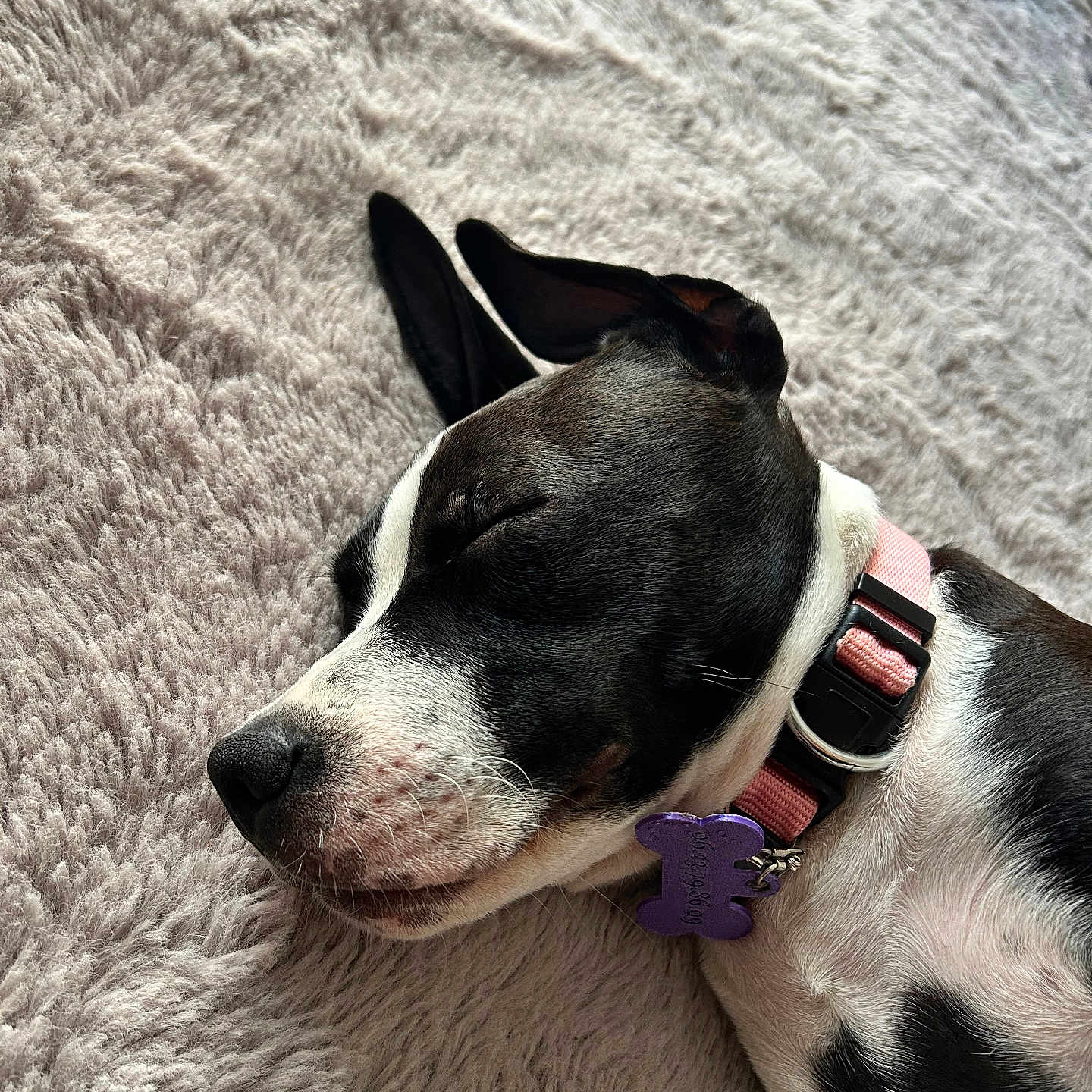 Ruby participe au concours pour gagner de l'argent avec cette photo : dog, sleeping, collar, pet, black_and_white, close_up, indoor, resting, cute, fur, canine, animal, soft_texture, blanket, relaxation, peaceful, domestic_animal, pink, purple, nap