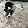 Ruby a rejoint le concours — aidez-le/la à gagner de superbes lots ! puppy, dog, sleeping, black_and_white, plush_toy, rug, carpet, indoor, cozy, resting, pet, floor, toy, furniture, couch, black_couch, home, animal, cute, relaxation
